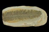 Fossil Fern (Pecopteris) Pos/Neg - Mazon Creek #121159-1